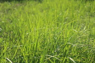 Fototapeta premium Close-up and nature-based pictures