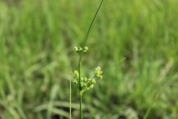 Close-up and nature-based pictures