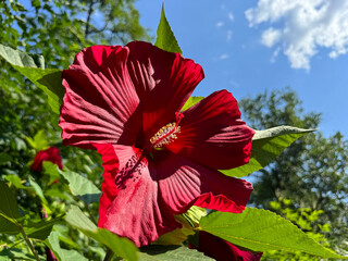 Red hibiscus flower Hibiscus moscheutos. © OLENA LIALINA
