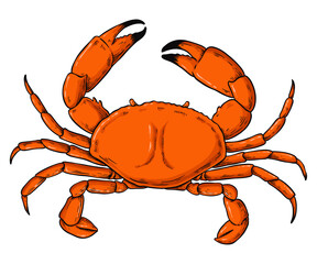 Crab vintage colorful png clipart