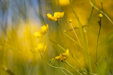 Obraz premium Vibrant yellow buttercups blooming on a sunny May day, with selective focus