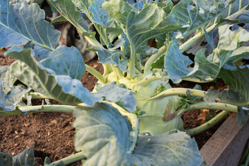 different types of kohlrabi Brassica oleracea from garden