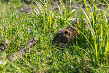 Nutria on banks of canal, search for food. Nutria in green grass. The black nutria took refuge in...