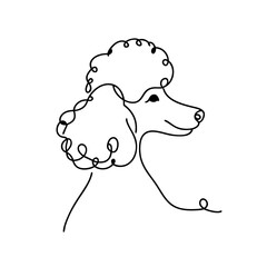 Poodle dog line art illustration with curly hairstyle on transparent background
