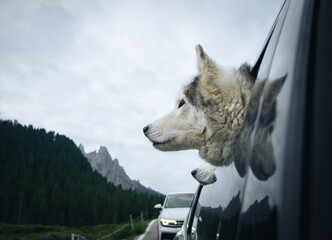 Two Husky Dogs in a Car Window and enjoy a road trip