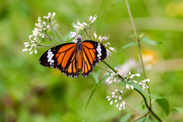Obraz premium Danaus genutia butterfly sucking nectar on Eutrochium purpureum flower close up. Buddha Memorial Hall, Kaohsiung,Taiwan. High quality photo. For branding,calendar,postcard,screensaver,poster,cover