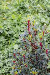 Poivrier de Tasmanie