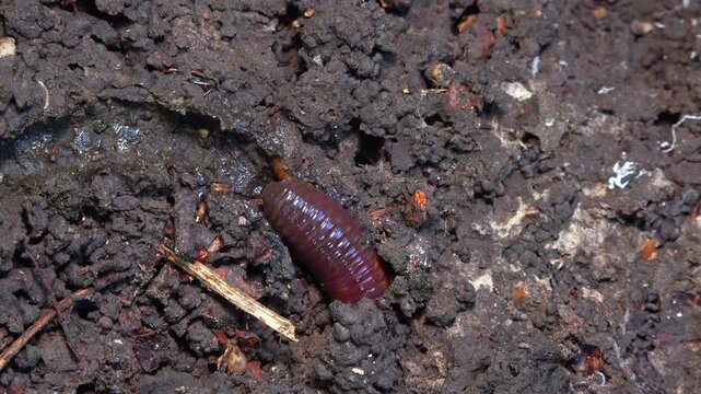 Red earthworm in a hole in the ground under the stump of an old tree