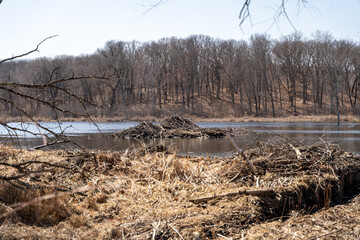 Views of dried prairie and trees during a sunny spring day at a MN state park.