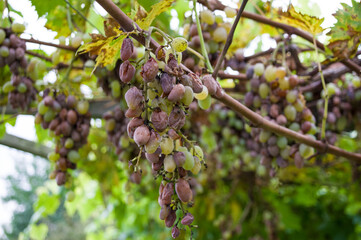 Grape. Photo taken at Casa Lajolo, Piossasco (Turin, Italy)