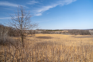 Fototapeta premium Views of dried prairie and trees during a sunny spring day at a MN state park.