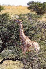 Cute Angolan giraffe (Giraffa camelopardalis angolensis), in Kalahari, green desert after rain season. Kgalagadi Transfrontier Park, South Africa wildlife safari