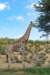 Obraz premium Cute Angolan giraffe (Giraffa camelopardalis angolensis), in Kalahari, green desert after rain season. Kgalagadi Transfrontier Park, South Africa wildlife safari