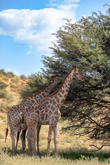 Cute Angolan giraffe (Giraffa camelopardalis angolensis), in Kalahari, green desert after rain season. Kgalagadi Transfrontier Park, South Africa wildlife safari