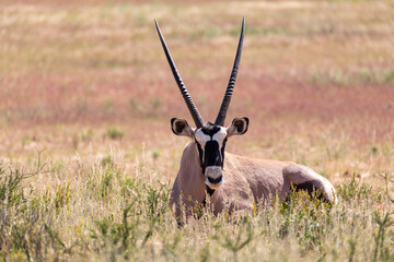 Baby of Common african antelope Gemsbok, Oryx gazella in Kalahari after rain season with green...