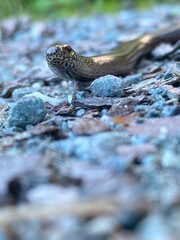 Snake in the rocks