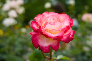 pink rose in garden