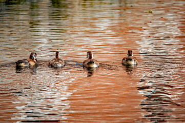 Nilgansfamilie im See