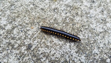A Yellow Spotted Millipede Moving across a Sidewalk, Seattle, Washington 