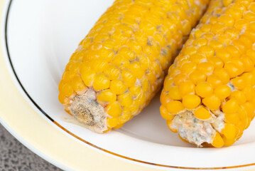Close up shot of moldy corn in plate. Spoiled food, old boiled corn