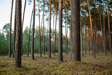 Obraz premium landscape in a pine forest. Evening photo of beautiful pine forest with moss on the ground