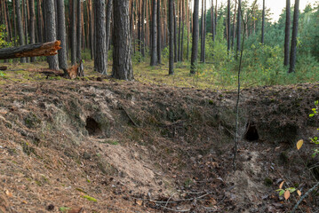 Empty fox hole in pine forest. Two holes in pit in coniferous forest in the evening, place where foxes live