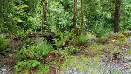 Fototapeta premium Ferns and Trees of the Pacific Northwest near Seattle, Washington