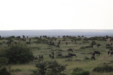 Troupeau de gnous dans le Masai Mara