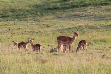 Antilope dans la savane 