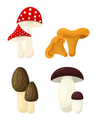 Mushroom vector set. Collection of different types forest mushroom: fly agaric, chanterelle, morel, porcini. Vector illustration