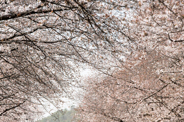 trees and branches of cherry blossom