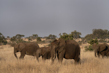 Obraz premium Family of african elephant near the water dam. Herd of elephants with small calf. Safari in Kruger national park. 