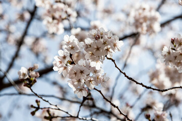 cherry blossoms on the tree