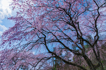 blossom in spring © Sean
