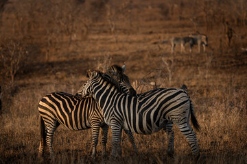 Zebras in the Kruger National park. Zebras during sunset. Safari in Africa. Animals in nature habitat. 