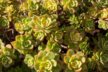 Aeonium haworthii 'Dream Color', commonly known as Kiwi Aeonium, has shades of light green, cream...