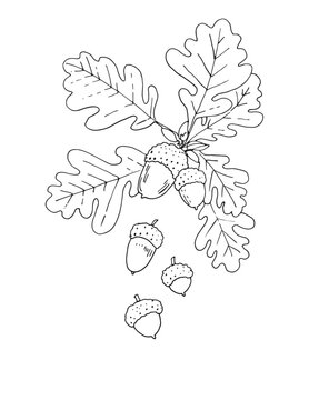 black and white oak leaves and acorns
