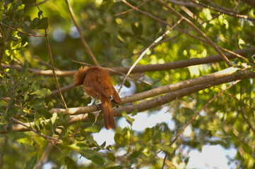 Obraz premium Natureza Viva