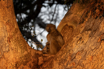 Baboons are relaxing on the branch in Kruger National park. Group of primates during safari in South Africa. Common monkeys during sunrise in Africa.