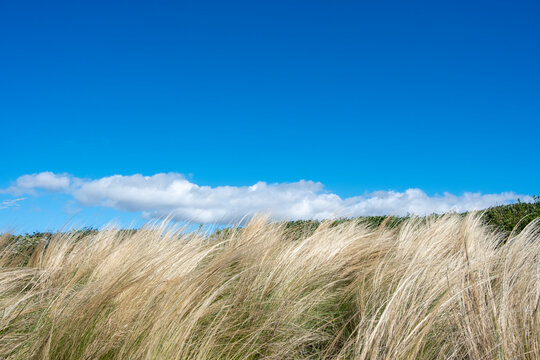 An idyllic view of tall grass gently blowing in the wind, beneath a clear and bright blue sky with fluffy clouds lingering on the horizon evokes tranquility.
