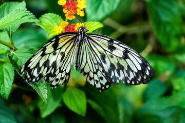 Schmetterling Weiße Baumnymphe © Eberhard Spaeth