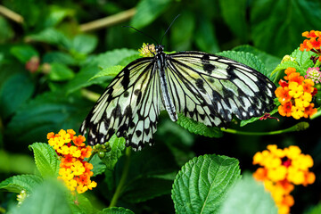 Schmetterling Weiße Baumnymphe © Eberhard Spaeth