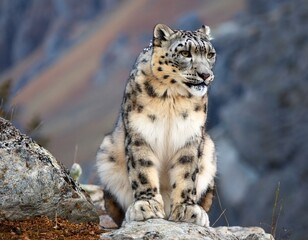 Fototapeta premium Snow leopard on the rock. Latin name - Uncia uncia 
