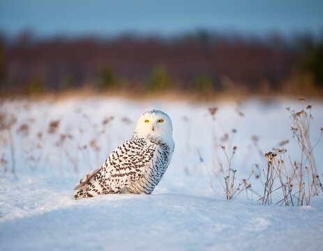 snowy owl, Owl, winter, snow, harfang des neiges, snow, white, winter, canada, bird 