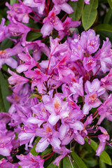 Close-Up of Wild Pink Rhododendron Flowers in Full Bloom