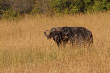 Buffle dans la savane 