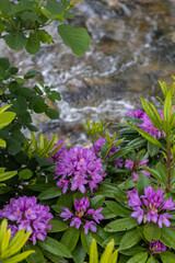 Wild Rhododendrons with Pink Petals in a Natural Garden Setting