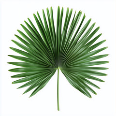  Top view of a single green fan palm leaf
