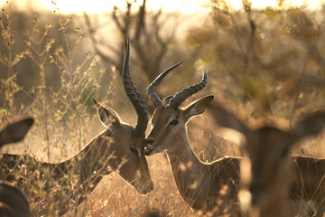 Antelopes in the Kruger National park. Impala's male  during sunrise. Safari in Africa. 