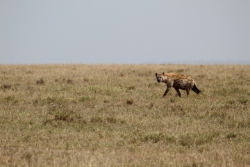 Hy&egrave;ne dans la savane 